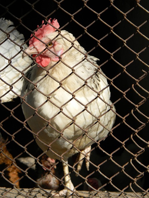 周琦宣布退出，北京首钢或无缘前4？.